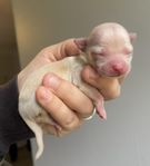 Långhåriga chihuahua valpar