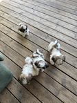 Shih tzu/Valpar 