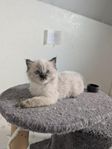 Ragdoll kattunge med stamtavla