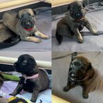 Valpar Malinois/Holländare 