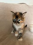 Maine coon kattungar 