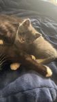 Kattunge Norsk skogskatt/Bondkatt TINGAD!!