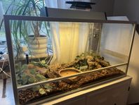 terrarium med ödla 