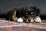  Australian Shepherd valpar med stamtavla