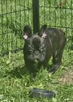 Fransk bulldog SKK 12 veckor
