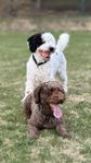 Valpar Spansk vattenhund (Perro de Agua Español)