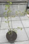 Ginkoträd
