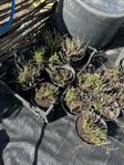 perenner, lavendel, ormrot, lejonsvans, amsonia,  astilbe 