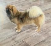 Tibetansk spaniel tik
