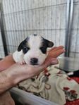 Jack Russell Terrier 
