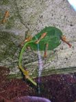 Neocaridina Räkor, Orange Rili, HÖG KVALITÉ!