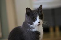 Omplacering katt hona