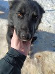 hundvalp 11 månader blandras malamut hysky skäfer