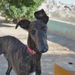 Nyfiken och glad galgo söker sitt för-alltid-hem!