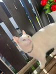 katt