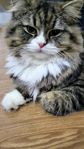 katt 