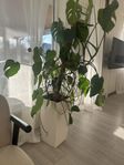 Självvattnade blomkruka LECHUZA Cubico 30 H 56cm vit 