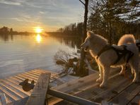 Samojedhund / Sibirisk spets