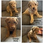 Springerdoodle hund valpar med mycket pudel