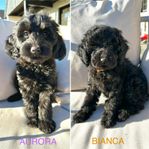 Multigenerations labradoodle valpar