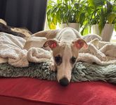 Whippet valp 