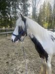 Charmig & fin Irish Cob-hingst 