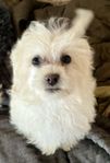 Bichon Frise mix