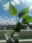 Money Plant