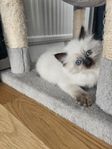 ragdoll kattunge