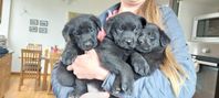 Labrador-Schäfer valpar