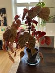 Begonia ’Oldemor’ - mkt fin
