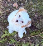 Omplacering Cavapoo Valp