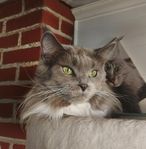 Maine Coon
