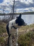 Lugn och snäll äldre hund behöver nytt hem