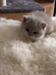 British Shorthair med stamtavla – 4 honor & 1 hane
