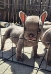 isabella fransk bulldog valpar tikar 