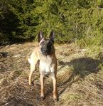 Renrasig Malinois - Unghund (försäljning/prövotid/foder)