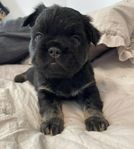 Svensk födda Fluffy Fransk Bulldog Valpar 