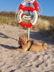 Shar Pei SKK Stamtavla