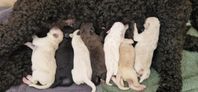 Labradoodle valpar