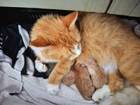 Supersöta kattungar kan tingas 