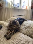 Omplacering Hankatt 