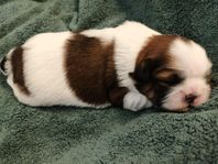 Valp Tik Bichon havanais/Shih tzu 