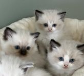 Ragdoll kattungar med Stamtavla