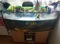 Akvarium 