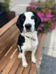 Murphy söker vän för livet!