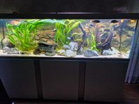 Akvastabil Fusion 720 L inkl Rockzolid
