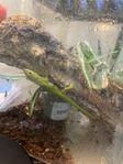 Daggeckos ca 4 mån