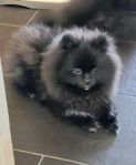 Pomeranian valp