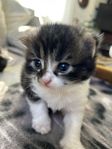 Kattungar